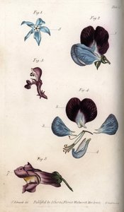 Floraison de bourrache officinale et pois (légumineuses). Gravure sur cuivre coloriée, illustration de Sydenham Edwards (1768-1819) pour les conférences de botanique, jardin botanique de Lambeth (Angleterre)