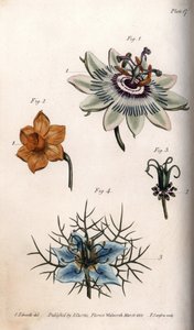 Fleurs de fruit de la passion, narcisse et nigelle (illustration de Sydenham Edwards)