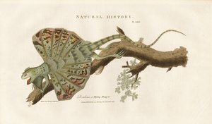 Dragon volant sur une branche - Sydenham Teast Edwards