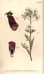 Digitale pourpre, Digitalis purpurea, Didynamia