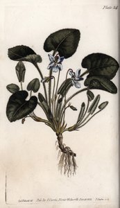 Violette odorante - Sydenham Teast Edwards