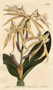 Orchidée frangée epidendrum, avec fleur blanche et jaune pâle - Sydenham Teast Edwards