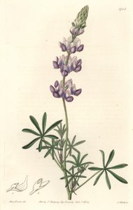 Lupin de jardin, originaire de Californie - Gravure par S. Watts d