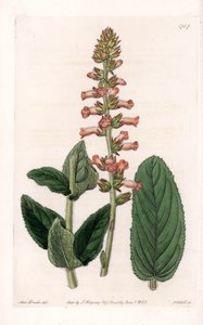 Genera Variete - du Botanical Register de Sydenham Edwards - Sydenham Teast Edwards