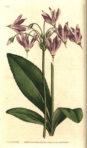 Giroselle de Virginie - Primevère américaine ou Dodecatheon de Mead, Dodecatheon meadia. Gravure sur cuivre coloriée à la main d