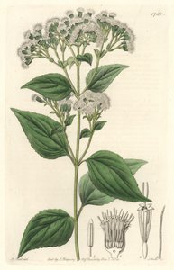 Eupatoire glanduleuse, originaire du Mexique