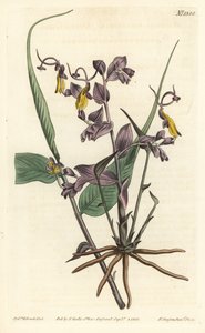 Globba radicalis (Opera girls, Mantisia saltatoria) - Sydenham Teast Edwards