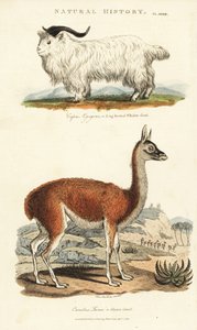Chèvre et lama - Capra aegagrus et Lama glama - Sydenham Teast Edwards