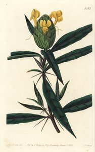 Barleria à fleurs de houblon - Sydenham Teast Edwards