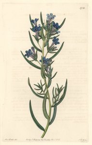 Gremil à feuilles de romarin, originaire de Sicile - du Botanical Register