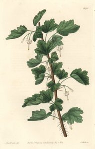 Groseillier, originaire d