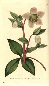 Hellébore livide - Sydenham Teast Edwards