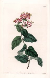 Herb variete - du Botanical Register de Sydenham Edwards - Sydenham Teast Edwards