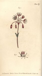 Fleur hermaphrodite à sept pistils, Heptagynia, Septas capensis