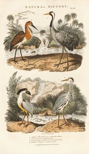 Hérons et grues dans leurs habitats humides - Sydenham Teast Edwards