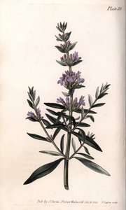 Hysope ou hysope officinale