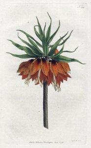 Fritillaire impériale (lithographie de Sydenham Edwards, Botanical Magazine de William Curtis)