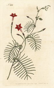 Ipomée quamoclit ou ipomée à feuille rouge - Ipomoea quamoclit - Sydenham Teast Edwards