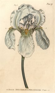 Iris florentina, Iris germanica nothovar - Sydenham Teast Edwards