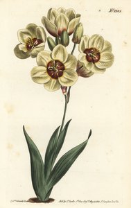 Ixia à fleurs crème - Sydenham Teast Edwards