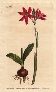 Ixia rose
