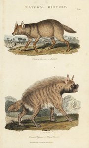 Chacal doré et hyène rayée - Canis aureus et Hyaena hyaena