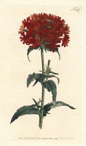 Croix de Jérusalem - Silene chalcedonica - Sydenham Teast Edwards