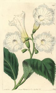 Cordia à grandes fleurs