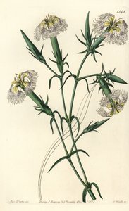 Œillet du Liban (espèce en danger) - Œillet du Liban, Dianthus libanotis. Espèce en danger. Gravure sur cuivre coloriée à la main par S. Watts d