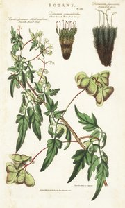 Liane cœur d