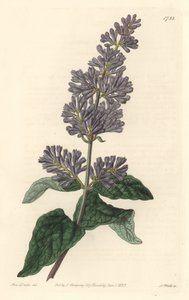 Lilas de Hongrie - du Botanical Register - Sydenham Teast Edwards