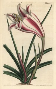 Lys variété