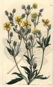 Variété de potentille à longues feuilles - Potentilla longifolia - Sydenham Teast Edwards