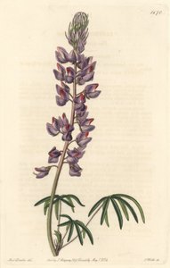 Lupin à feuilles étroites - Eau-forte par S. Watts d