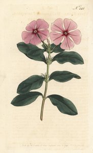 Pervenche de Madagascar - Catharanthus roseus - Sydenham Teast Edwards