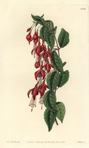 Fuchsia de Magellan - Fuchsia à colibri, Fuchsia magellanica - Sydenham Teast Edwards