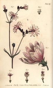 Mauve, Malva sylvestris, Monadelphia - Sydenham Teast Edwards