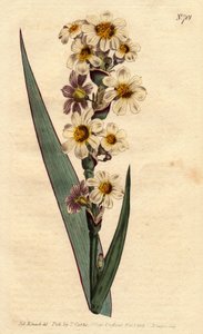 Marica à fleurs striées blanches, jaunes et pures - Sydenham Teast Edwards
