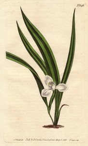 Marica des marais à petites fleurs blanches