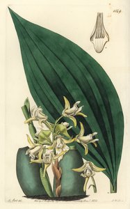 Orchidée Maxillaria palmifolia (Maxillaria décolor) - Sydenham Teast Edwards