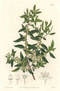 Maytenus boaria (maiten), endémique d