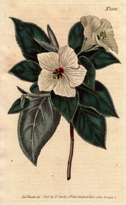 Melhania Sainte-Hélène avec fleurs blanches. Bois rouge de Sainte-Hélène avec fleurs blanches. Melhania erythroxylon. Gravure sur cuivre coloriée à la main d