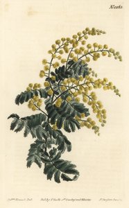 Mimosa pubescent