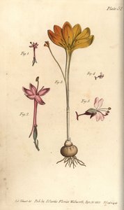 Monandrie, Crocus angustifolius et Circaea alpina (illustration de Sydenham Edwards) - Sydenham Teast Edwards