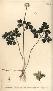 Muscade, Adoxa moschatellina (illustration de Sydenham Edwards, gravure de F. Sansom)