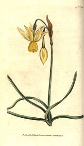 Narcisse - Narcissus triandrus