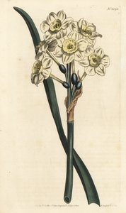 Narcisse en bouquet - Narcisse à fleurs groupées, Narcissus tazetta (Narcisse de jardin à coupe pâle; Narcissus orientalis) - Gravure à la main en cuivre par F. Sansom Jr. d