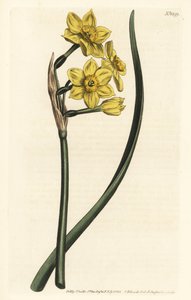 Narcisse en bouquet