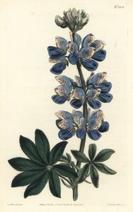 Lupin de Nootka