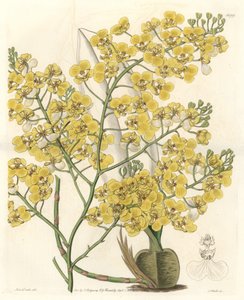 Orchidée (Oncidium ampliatum), à fleurs jaunes, originaire de Nouvelle-Zélande - Gravure par S. Watts d
